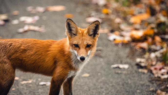 Nowy alert RCB. Co powinniśmy wiedzieć?