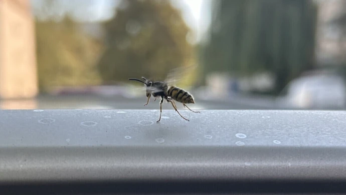 Osy atakują mieszkańców Piotrkowa