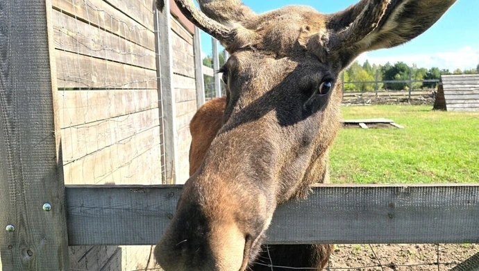 To nie Alaska, to osada w Kole