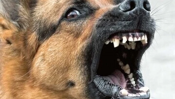 W dwóch gminach będą wyłapywać psy