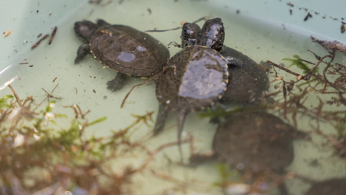 Żółwie błotne wrócą do województwa łódzkiego