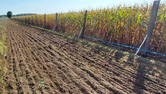 Elektryzator Chapron Sec 15 000 najskuteczniejszym pastuchem elektrycznym na dziki