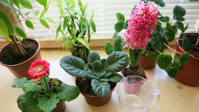 5 Niezbędnych Nawozów do Kwiatów Doniczkowych &#8211; Szybki Efekt!