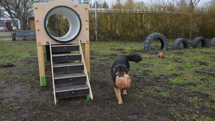 Nowy plac zabaw dla podopiecznych piotrkowskiego schroniska dla zwierząt