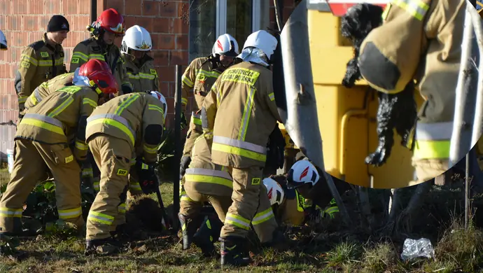 Pies wpadł do szamba ZDJĘCIA, FILM