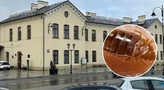 Pluskwy na dworcu? PKP S.A odpowiada