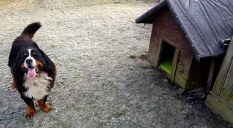 Pamiętajmy także o zwierzętach