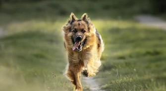 Uwaga! Zdziczałe psy atakują