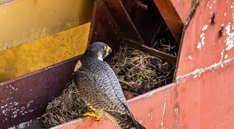 W oczekiwaniu na pisklęta sokołów wędrownych z Elektrowni Bełchatów