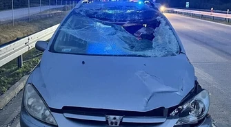 Zderzenie z łosiem na S8