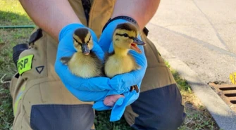 Strażacy pospieszyli na pomoc... kaczuszkom