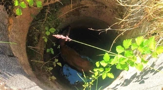 Strażacy wyswobodzili koziołka ze śmiertelnej pułapki