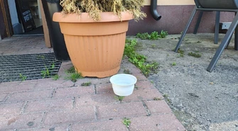 Wystaw miskę z wodą dla psa czy kota
