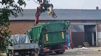 Zagłodzone świnie w gminie Czarnocin (UWAGA DRASTYCZNE ZDJĘCIA)