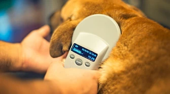 Darmowe czipowanie psów. Sprawdź, gdzie możesz to zrobić