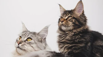 Zwierzę zdycha czy umiera. Gorąca dyskusja w magazynie &#8222;Magiel&#8221;