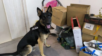 Diler narkotykowy zatrzymany