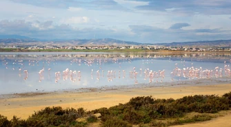 Jedno z najpiękniejszych miast na Cyprze - Larnaka. Sprawdzamy z czego słynie