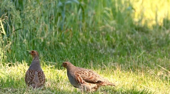 Kuropatwa szara &#8211; gatunek, który z dumą wraca na polskie pola