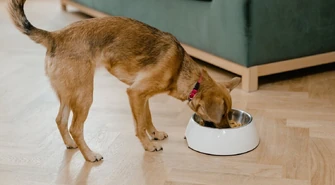 Karma dla szczeniaków &#8211; jak wybrać najlepszą dietę dla zdrowego wzrostu i rozwoju?