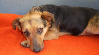 Mirka jest już gotowa na adopcję