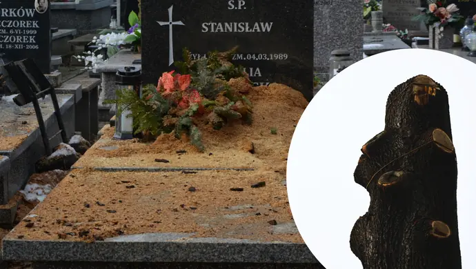 Znika niebezpieczne drzewo z piotrkowskiego cmentarza, bałagan pozostaje