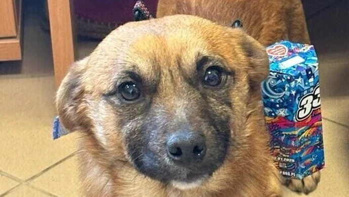 Zwierzaki też wesprą WOŚP!