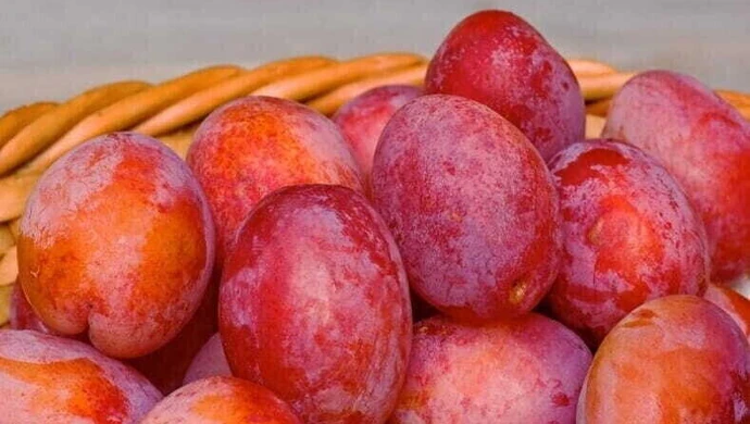 Śliwy w Twoim Ogrodzie: tajemnice sadzenia