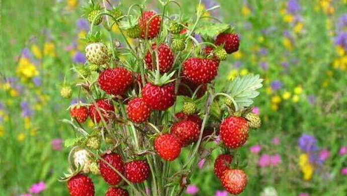 Sadzonki poziomek jako klucz do ogrodniczej nostalgii