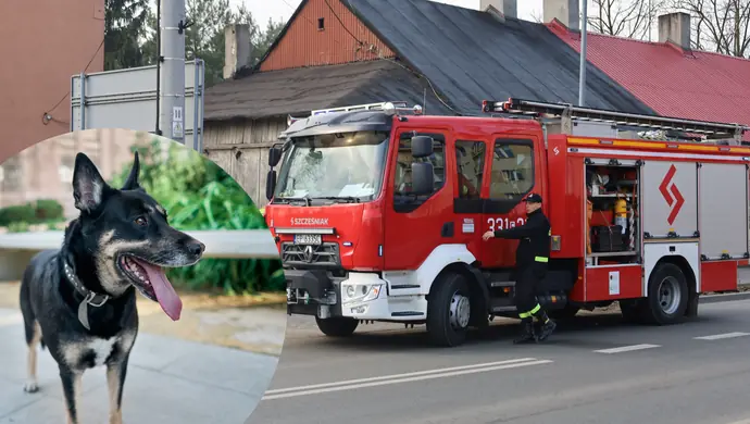 Uciekł pies potrącony przez auto na Żeromskiego. Interweniowali strażacy