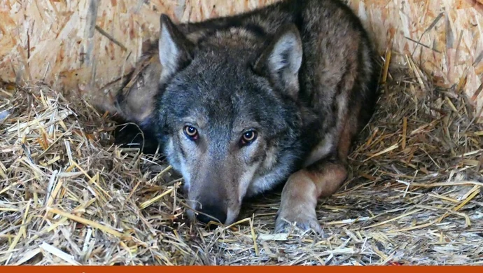 Odratowany wilk już na wolności
