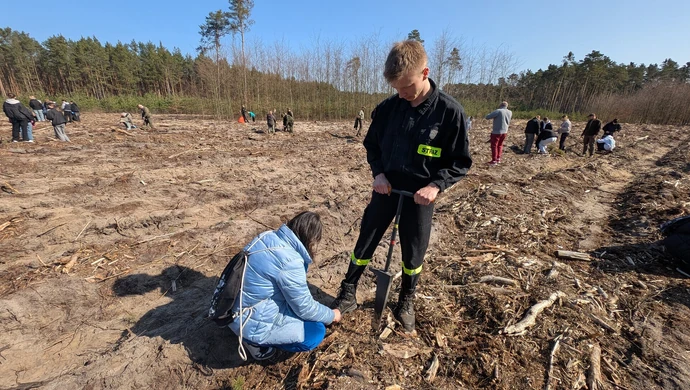 „Lasy na nowe 100-lecie” – wielka akcja sadzenia drzew w Goleszach Małych