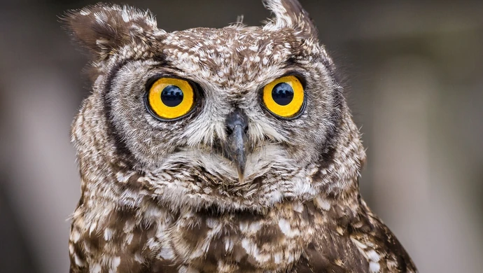 Przed nami "Noc sów" w Oddziale Nadpilicznych Parków Krajobrazowych