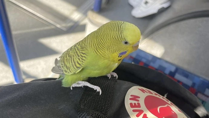 Skrzydlaty pasażer na gapę w MZK