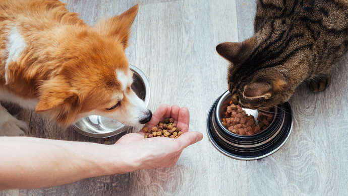 Czy wiek i rasa ma wpływ na wybór karmy dla psa i kota?