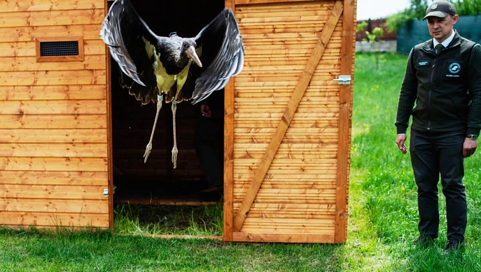 Uratowany przez leśników z Koła czarny bocian znów na wolności