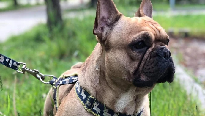 Zabierz ze sobą czworonoga i  zaczipuj go bezpłatnie w Sulejowie