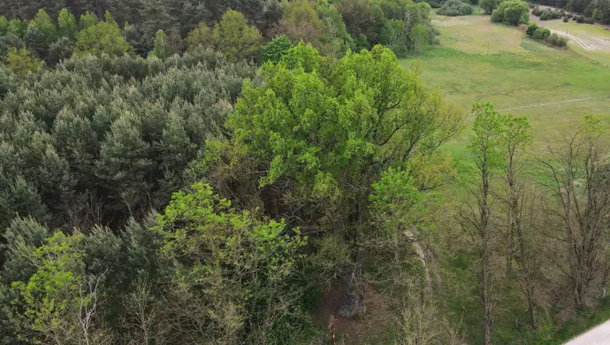 Mocny reprezentant regionu w konkursie na drzewo roku 