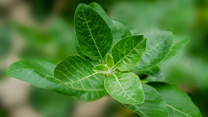 Dlaczego warto sięgnąć po ashwagandhę? Poznaj jej działanie i właściwości