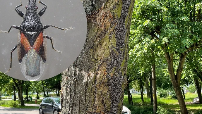 Skupieniec lipowy atakuje piotrkowskie drzewa