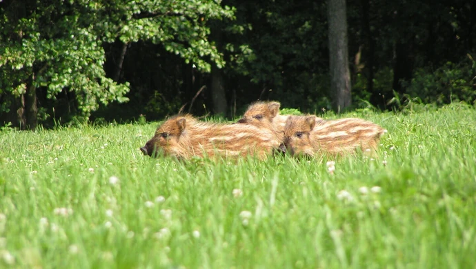 Nie ratuj, nie dokarmiaj, nie zabieraj! Myśliwi Ostrzegają: trwa leśny baby boom