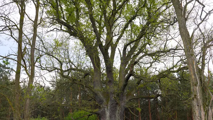   Głosujmy na nasze drzewo. Zostało tylko kilka dni