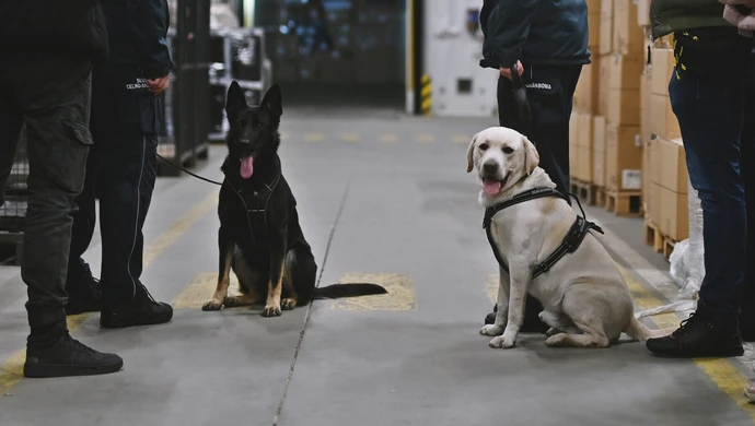 Ares i Prada znów na tropie - psy służbowe KAS znalazły gotówkę w przesyłkach kurierskich