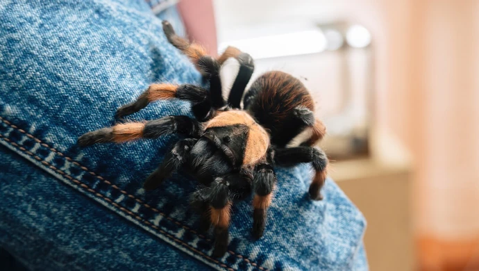 "Żart" z pająkiem postawił służby na nogi