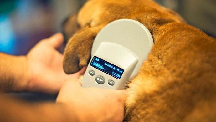 Darmowe czipowanie psów w Piotrkowie