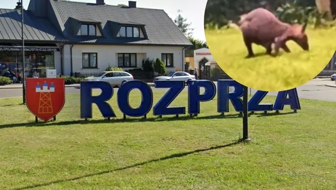 Skacze przez Rozprzę... kangur uciekinier AKTUALIZACJA