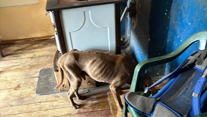 Zagłodzony pies w centrum miasta. TOZ składa zawiadomienie do prokuratury