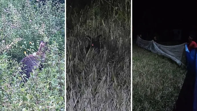 Kangur uciekinier złapany