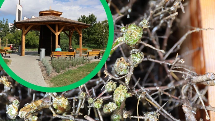 "Zielona" tężnia solankowa w Piotrkowie. Czy nieznane glony zagrażają mieszkańcom?