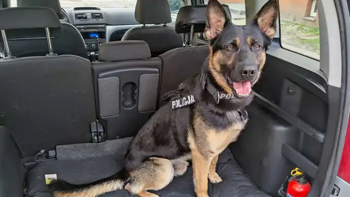 Międzynarodowy Dzień Psa – poznaj policyjnych bohaterów z Piotrkowa Trybunalskiego